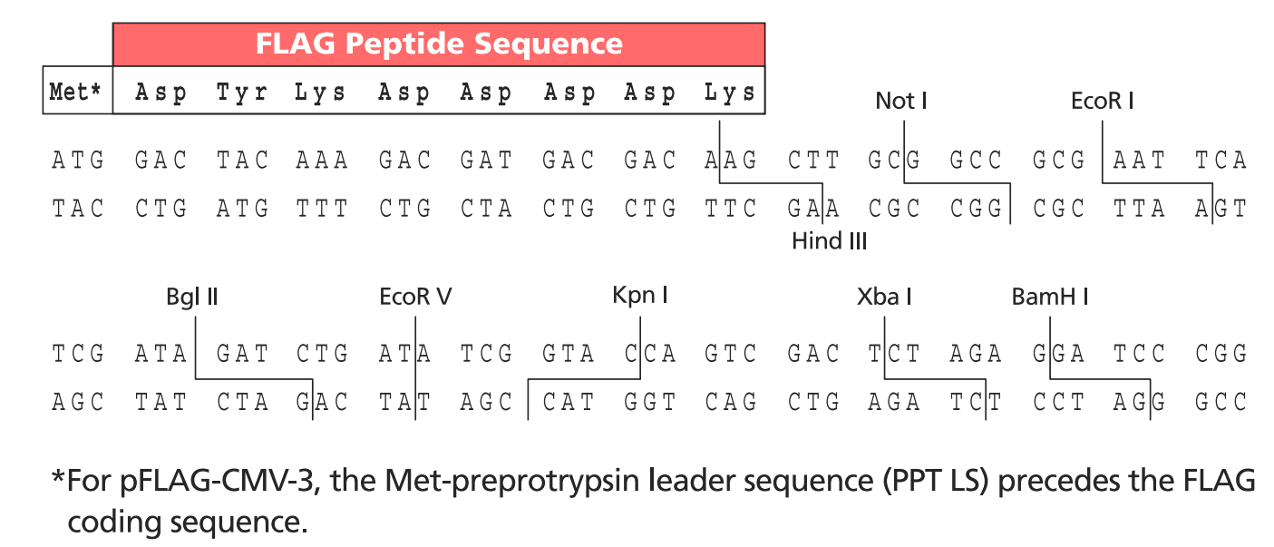 pFLAG-CMV-4 多克隆位点 点击看大图 pFLAG-CMV-4 多克隆位点